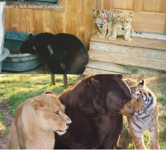 ABC's tweet photo. Rescued during a drug raid in 2001, Leo, Baloo and Shere Khan have been together ever since: http://t.co/4Wj45fS4Bp http://t.co/px0RYJ4iGh