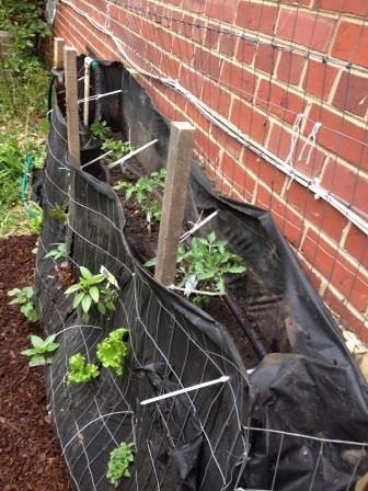 CanYALove's tweet photo. @CanYALove friends @EHHogan and Ethan put a #GrowingWall ON a Wall! Genius! #DC #gardening #verticalgardens http://t.co/aYuqNPGLZt