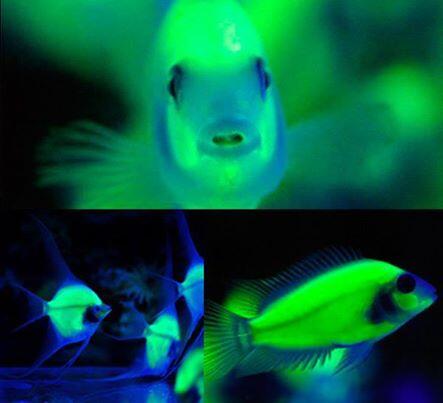 IFLScience's tweet photo. Glowing fish!  Learn about how they're created and watch a video: http://t.co/0hbC8wrWTj http://t.co/QBhRBbPcn8