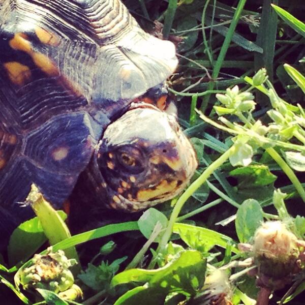 javin schmidt (@javojavin) on Twitter photo 