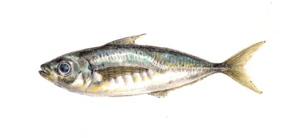 GreenpeaceJP's tweet photo. 『マアジ』 >°))))彡
これは減ってる魚?身近なことからエコ始める、スマホアプリ⇒ http://t.co/D2uAnJxy3z
#環境 #漁業 #魚 #SUSEA http://t.co/wcyrUiXMtr