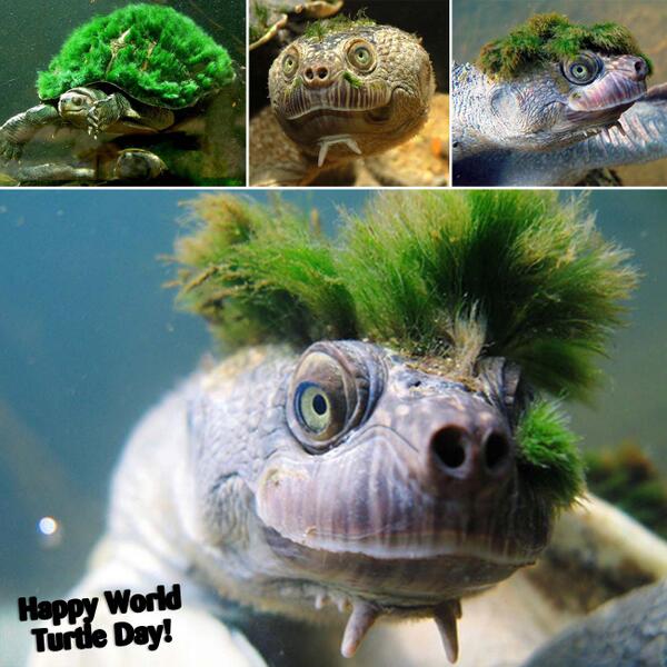 GreenpeaceUK's tweet image. Happy #WorldTurtleDay! Check out the amazing Mary River Turtle aka the "bum-breather" facebook.com/photo.php?fbid…