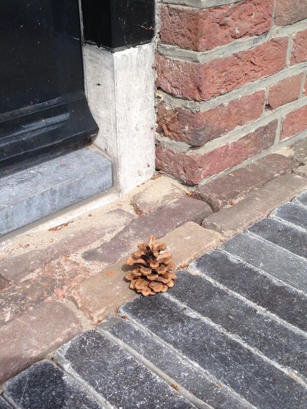 SonsMoments's tweet photo. This #funny pine cone rolls constantly back in front of my door 'cause of it's opening scales. #PleaseComeInIfYouLike http://t.co/msjFLRHf4t