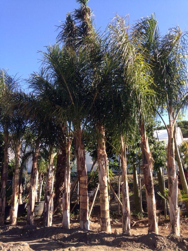 Esspora's tweet image. Comienzan a llegar nuestras partidas de cocoteros.