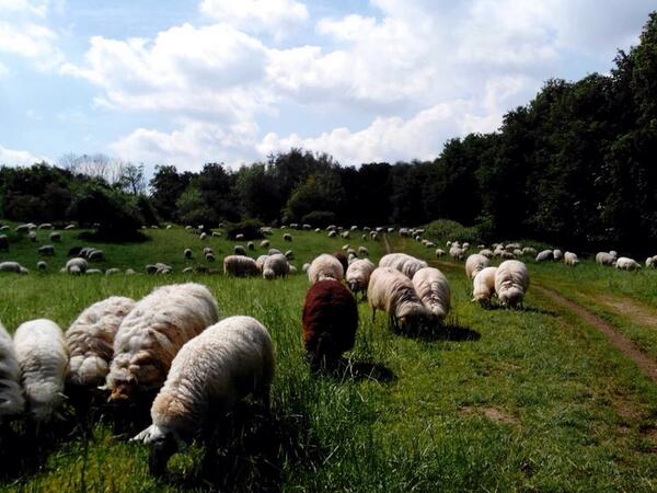 De Mergellandschapen zijn er zondagmiddag 25 mei #Lentefeest. Bij Hoeve Zonneberg #SintPietersberg #Maastricht