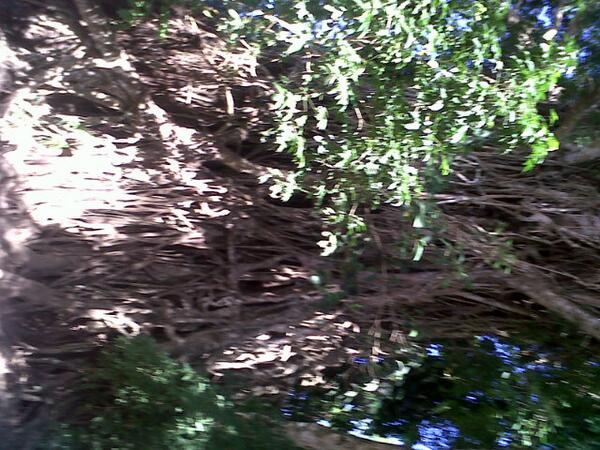 RMArmyPH's tweet photo. @RiversMonroe should really visit the philippines. Just look at this massive tree! http://t.co/f45O868hsl