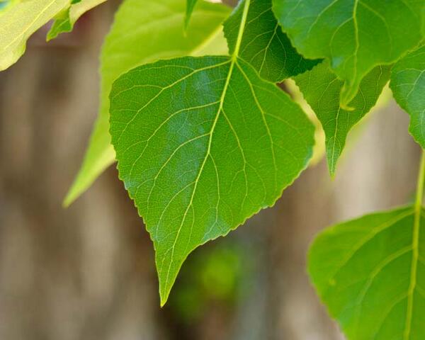 El borrissol que havia envaït els carrers era de Populus nigra
pollancre