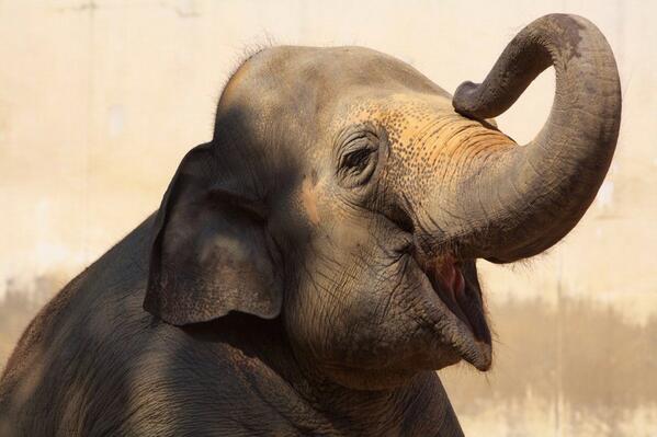 私は象になりたい