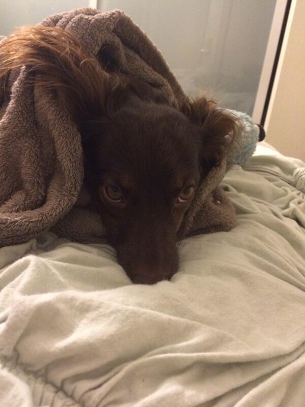 <a href="/DogsinBlankets/">Dogs in Blankets</a> Brie in a blanket
