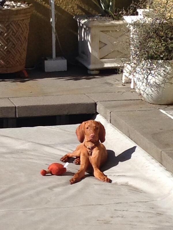 DennisRLaird's tweet photo. Rumi LOVES his new waterbed...errr...pool cover! http://t.co/oxOTi6l5uQ