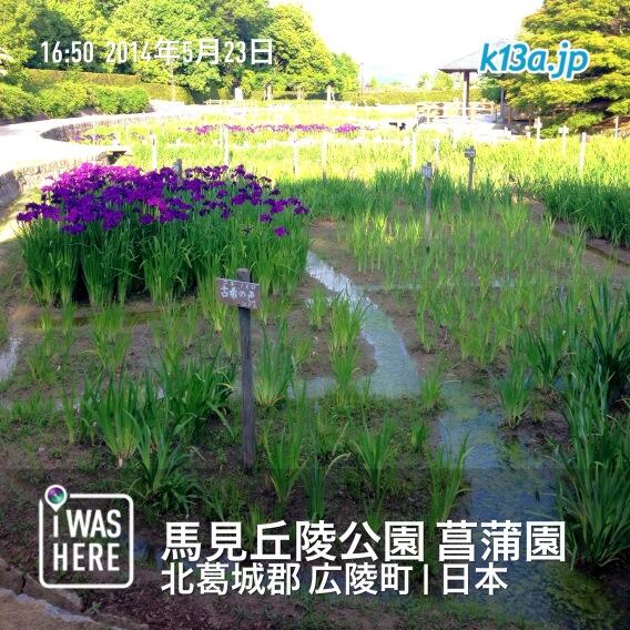 k13a's tweet photo. 今夕（5/23）の菖蒲園＠馬見丘陵公園（奈良県北葛城郡河合町＆広陵町）は、こんな感じ。 #花菖蒲 #菖蒲園 #馬見丘陵公園 #河合町 #広陵町 #奈良 http://t.co/ZeOGadP9XS