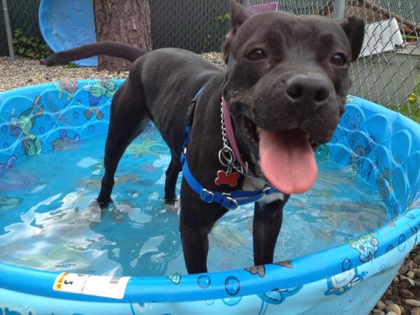 Sweet, petite Pumpkin looking for her peeps!  So affectionate.  She will love you forever.  Come see her today..