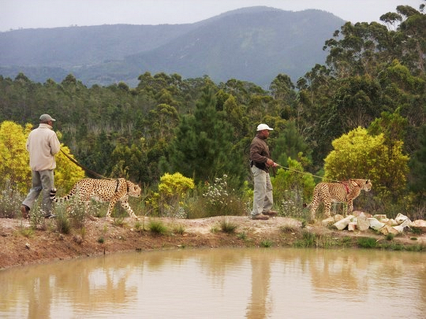TravelGround's tweet photo. 5 Places to walk with animals http://t.co/0TWr4oEHsH #SouthAfrica ft @TenikwaWildlife @CragsElephant @RhinoRiverLodge http://t.co/s0C1hlKvHD