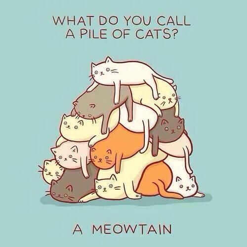 SpeakComedy's tweet photo. What do you call a pile of cats? http://t.co/hm0z76xvXt