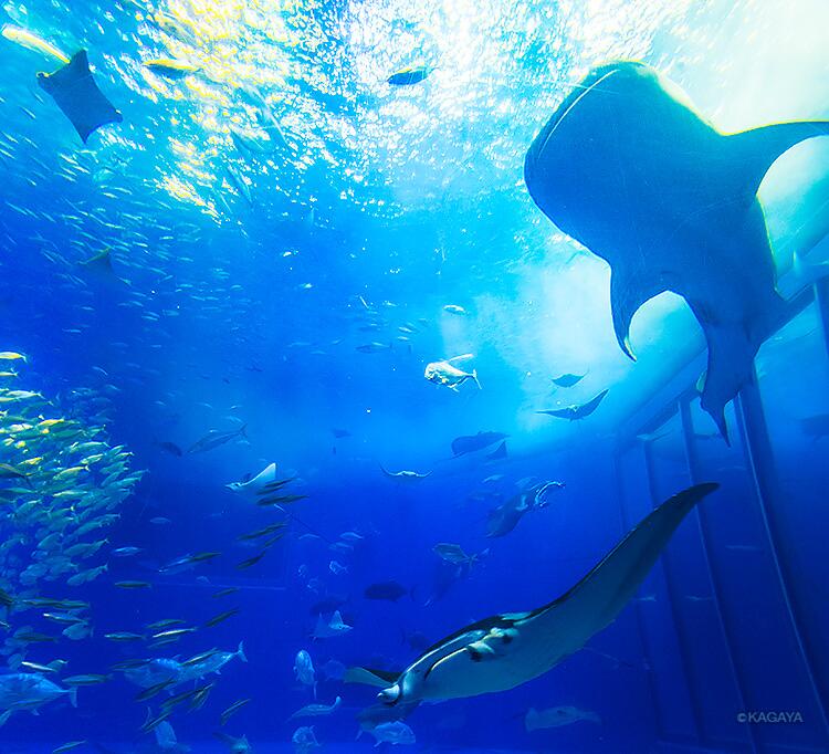 Kagaya これが水族館 本日 沖縄美ら海水族館にて撮影 Http T Co 6jlqxa5igr Twitter