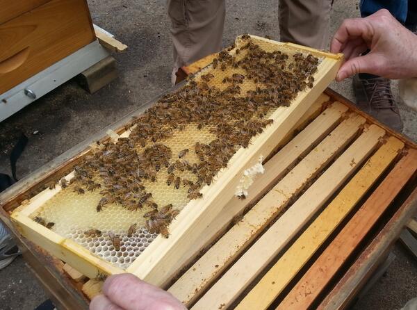 NYCBeekeeping's tweet photo. We're in the field around town. Follow @nycbeekeeping for more #beekeeping &amp; visit http://t.co/3bX5C8mc2g to join us http://t.co/eO3rqAUaOQ
