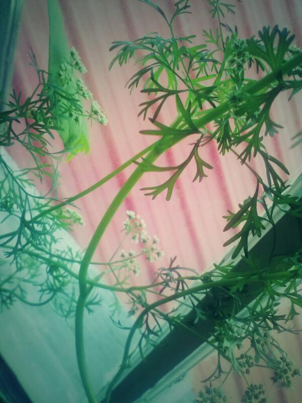 ajkitchen tweet media