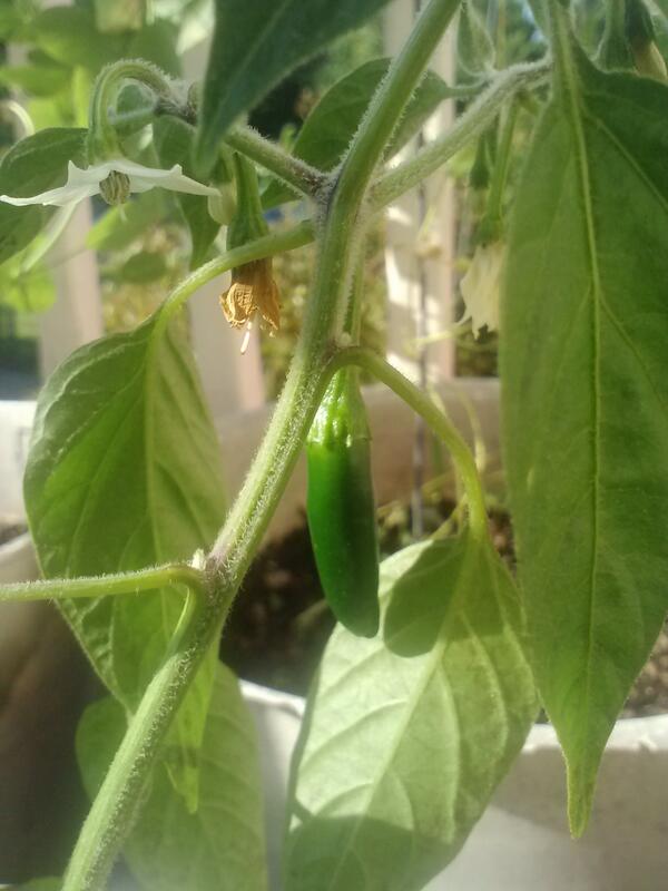 ajkitchen tweet media