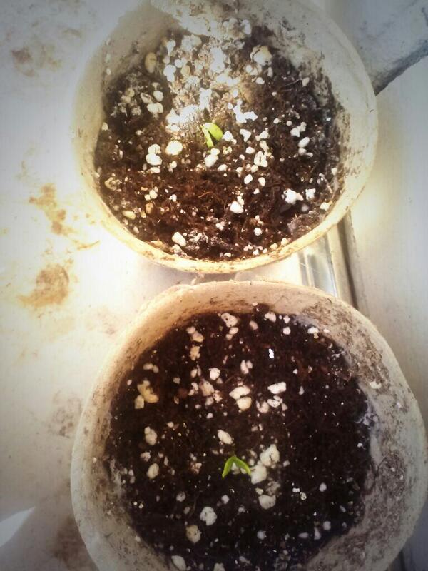 ajkitchen tweet media