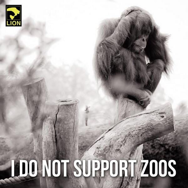 The 5 worst zoos in the world, and how you can save their animals. thedo.do/1hLf6ip

RT if you #BoycottTheZoo! "