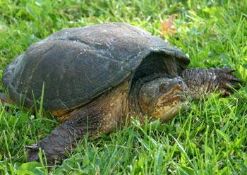 NYSDEC's tweet photo. Happy World Turtle Day! #NYS official reptile is snapping turtle (pic below). http://t.co/6CCMw4xPon