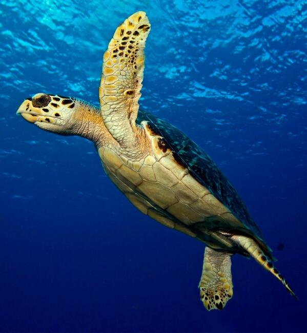 ExodusTravels's tweet photo. Happy #WorldTurtleDay everyone! Did you know leatherback turtles can dive more than 1000m? Wow! #TurtleDay http://t.co/JBxjuRC8RJ