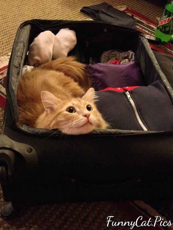 FunnyCatDotPics's tweet image. Hi, I'm Coming With You! #PackMe #Please funnycat.pics
