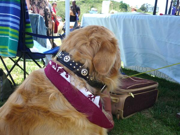 KinCollars's tweet photo. This guy was adorable! He picked up his #KinCollars #leathercollar at the #SpringDogFestival.  http://t.co/Th66CEk3Lw http://t.co/aczv5KI52M