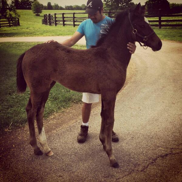 BulletTrainStud's tweet photo. Another awesome Bullet Train foal! http://t.co/CnMHzn0bW7