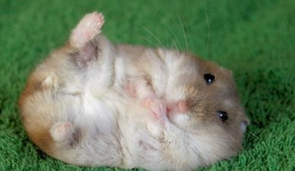 RebelMouse's tweet photo. Bottoms Up: Hamster Butt Craze Is Sweeping Across Japan! http://t.co/giJDdpchyR via @dodo #sodarncute http://t.co/guqwmGxw56