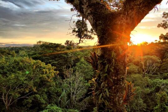 Tragic! Ecuador issues first oil drilling permits in Amazon rainforest reserve bit.ly/1t2QAiV #Amazon