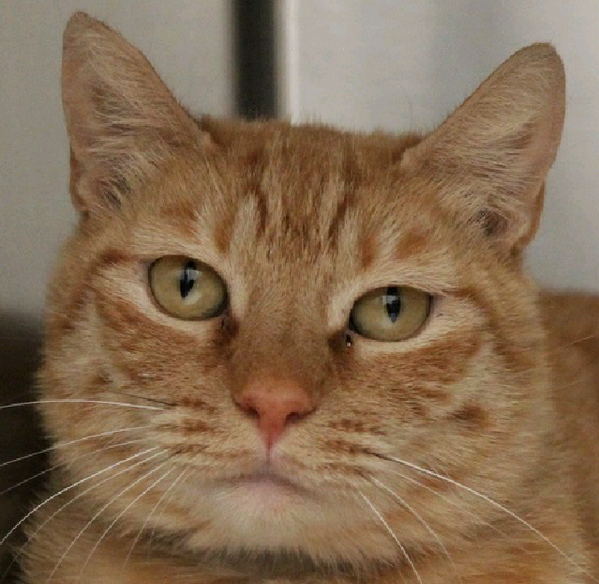 KTNV's tweet photo. #PawsForTheCause will take place 10A-3P Saturday at #FriendlyFord on Decatur. Details >> http://t.co/3kxjABmaht http://t.co/0dlj278oM7