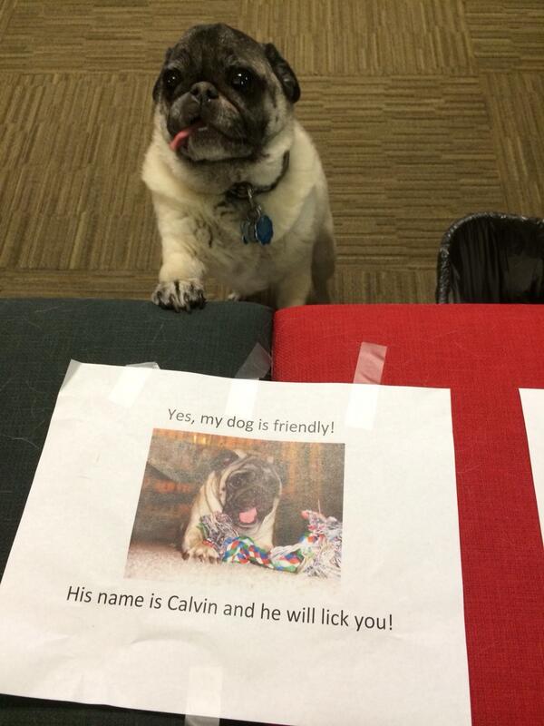 TaraPopCap's tweet photo. Oh, hello Calvin! #PopCapHQ #BringYourDogToWorkDay #Woof http://t.co/5UdiOyTdNF