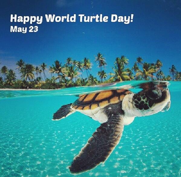 Julia Fernandez Today Is World Turtle Day Haha Briannacano Sydneyycanoo Http T Co Dtcgkc9au6