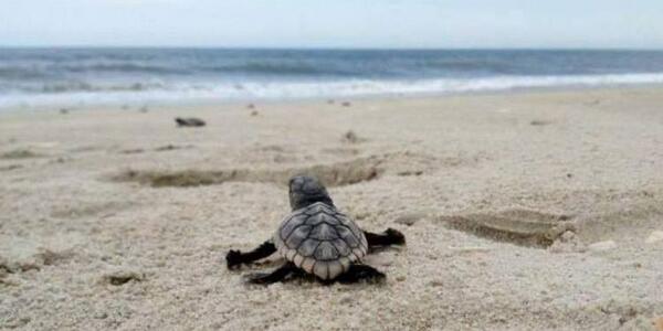 NationalParkFdn's tweet photo. Happy #WorldTurtleDay! Thanks to #NationalParks, like @CapeLookoutNPS, for all they do to protect their habitat! http://t.co/zFd1z7Udrj