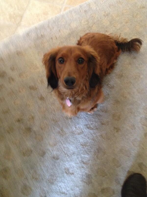 My new, furry friend Marshall Stritch. Isn't he the f-ing end!?