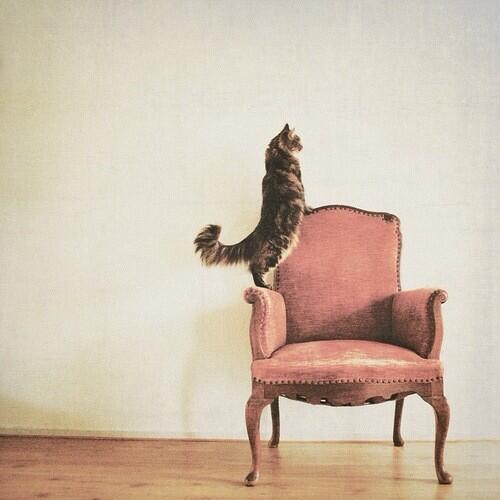 cutie__222's tweet image. #カワイイ屋さん
#animal
#simpul