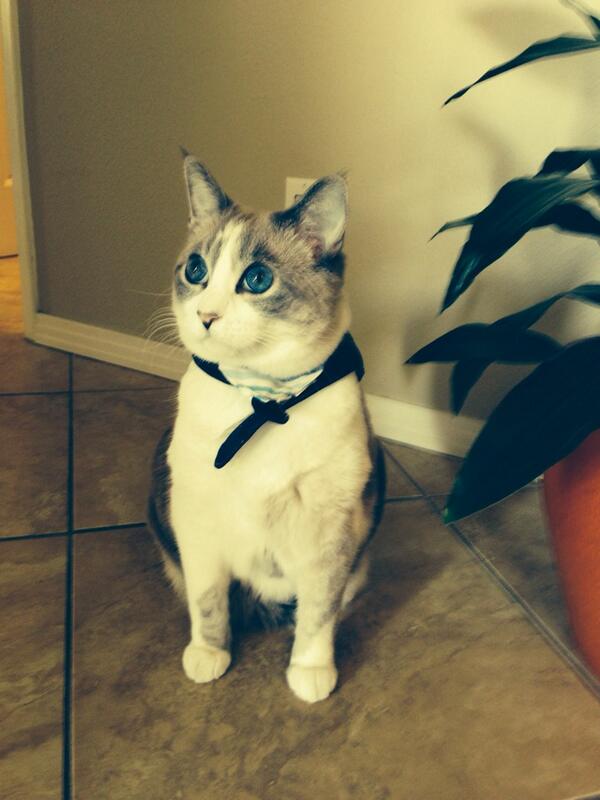 zenkoan_duke's tweet photo. Yes, my eyes are naturally this color #CatPhotoFriday http://t.co/gYMRfsG3QJ