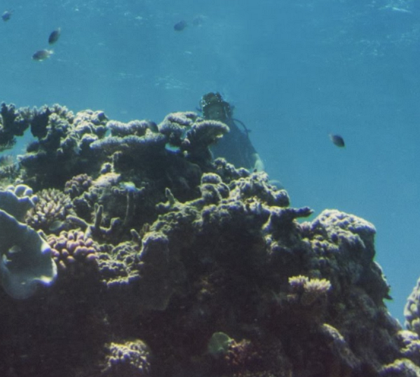 @smartereveryday Found you! #MooreReef #greatbarrierreef #SmarterEveryDay #SED #FindDestin #CatlinSeaviewSurvey