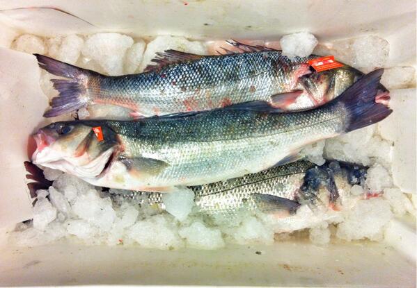 JPiguet's tweet photo. FRESH  @AndazAMS #fish #slowfishing #foodporn #kitchen #gastropost #healthy #yummy #Grilling #bluespoon-restaurant.nl http://t.co/jPE5ZFd1UL