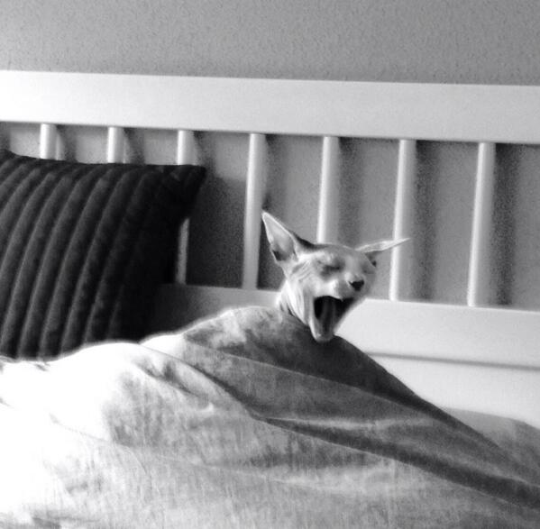 Davide2's tweet photo. Así me recibe Bluma al regresar del trabajo.#quebienvivemigata #sphynx #ilovemycat http://t.co/y3qgWEaZ3N