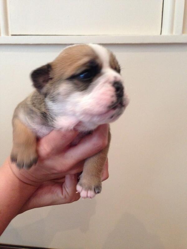 BulldogsofHull's tweet photo. http://t.co/hUr5dpoccc