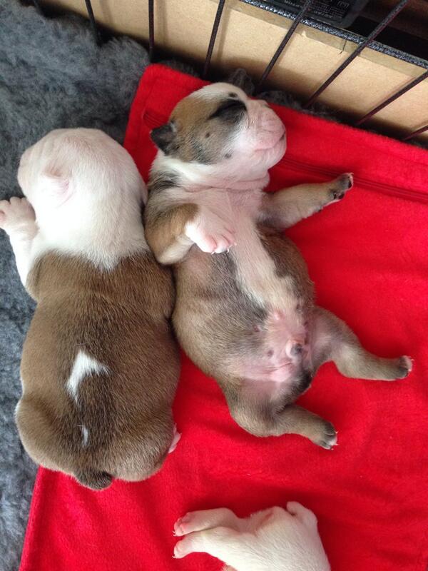 BulldogsofHull's tweet photo. http://t.co/lElHODeozH
