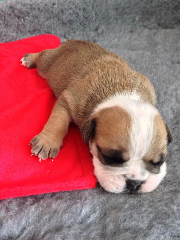 BulldogsofHull's tweet photo. Sleepy http://t.co/63xwSHKf2m