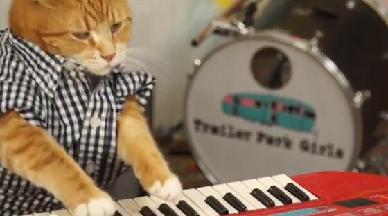 NewTimesBroward's tweet image. .@TheKeyboardCat has a new song and it's everything you'd imagine #KeyboardCat #96Tears bit.ly/1p1SaUG
