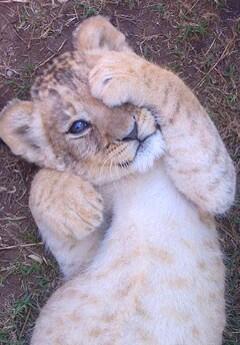 InkInPics's tweet image. Cub.