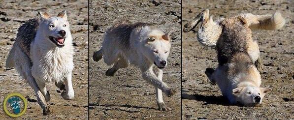 _TurtleDW's tweet image. "@/Fuangfahz: เดี๊ยวๆ กูฮาแพบ 555555 #สุนัขเป็นสัตว์ปัญญาอ่อน http://t.co/DHuNiAnKEq"5555555 โอ๊ยกูฮา