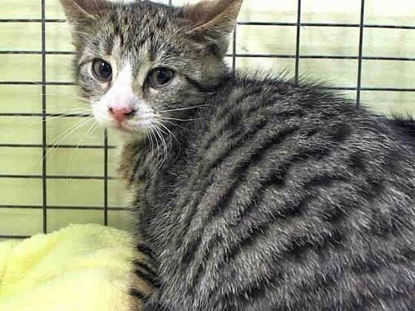 MeowMiya88's tweet photo. "@ngremmy: #URGENT #CATS baby TINSY needs our help NOW or DIES 5/24 in #NYC https://t.co/4T8MNgAcUK http://t.co/RryvvB1Y2H"