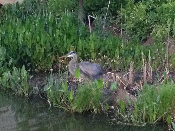 Blue heron chillin' in O4W Park!