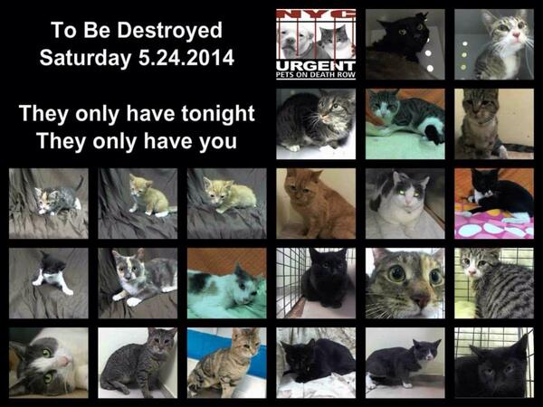 MeowMiya88's tweet photo. "@ngremmy: #URGENT 23 #CATS need our help NOW or DIE 5/24 in #NYC http://t.co/se3xLKcl2f http://t.co/uT22PB5vGx"@TheEllenShow @nytimes